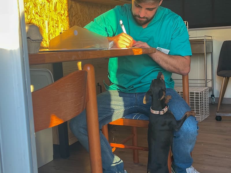 Consulta veterinária ao domicílio